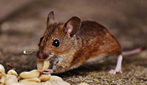24 Hour & Emergency Exterminators in National Wholesale Co Inc, NC